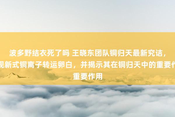 波多野结衣死了吗 王晓东团队铜归天最新究诘，发现新式铜离子转运卵白，并揭示其在铜归天中的重要作用