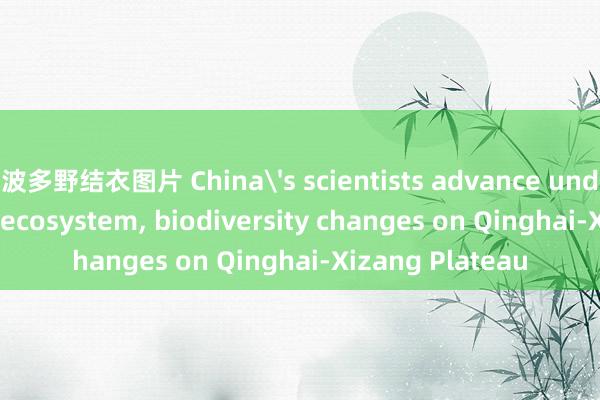 波多野结衣图片 China's scientists advance understanding of ecosystem， biodiversity changes on Qinghai-Xizang Plateau